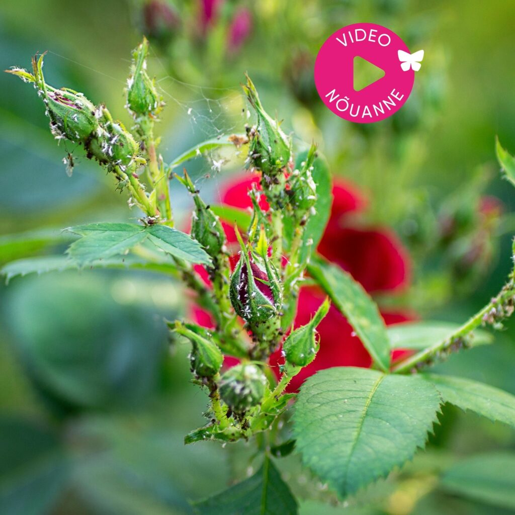 Loov_Disain_Hortes_Kuidas_rooside_kahjuritest_vabaneda_2