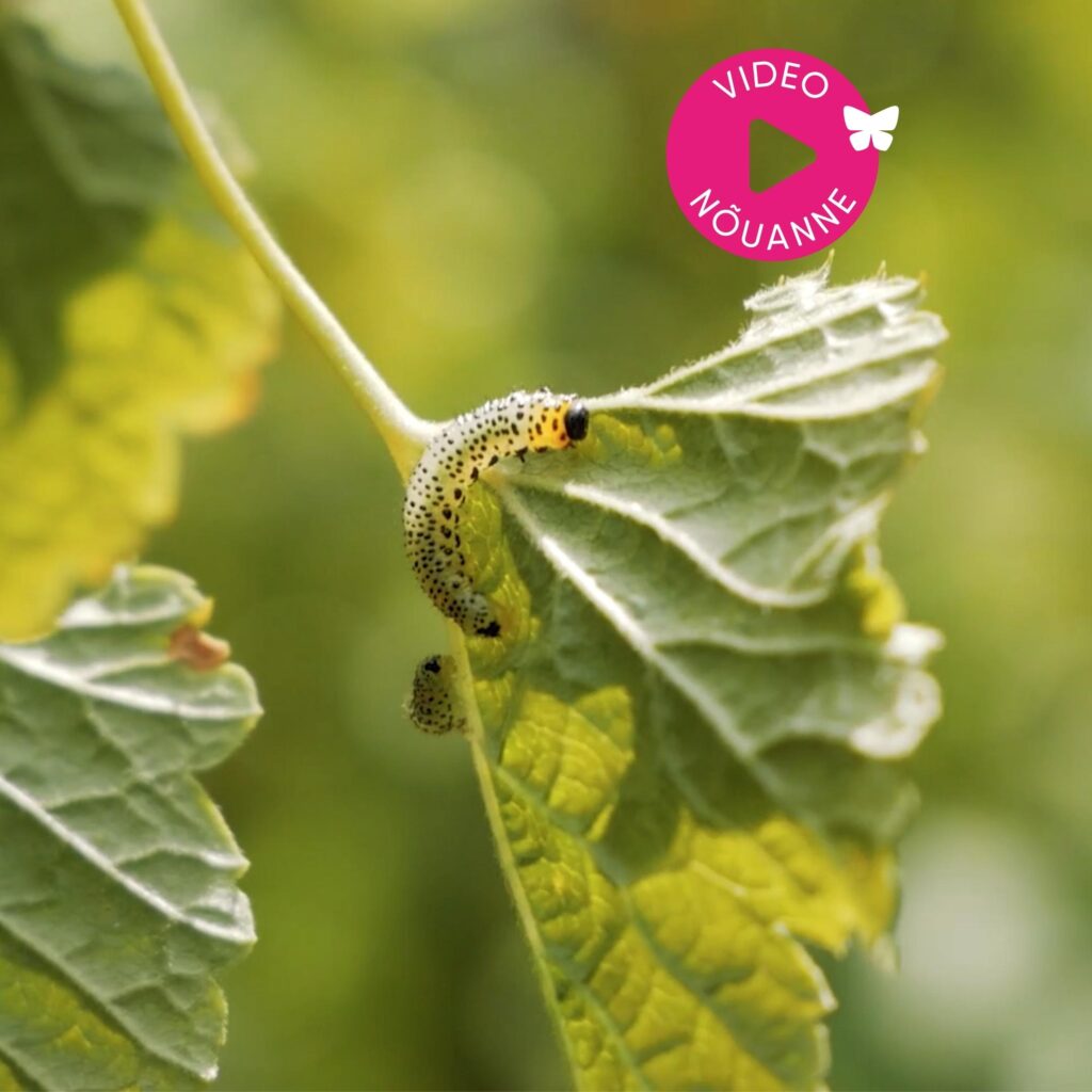 Loov_Disain_Hortes_Video_nouanne_Kuidas_marjapuude_kahjurites_vabaneda_